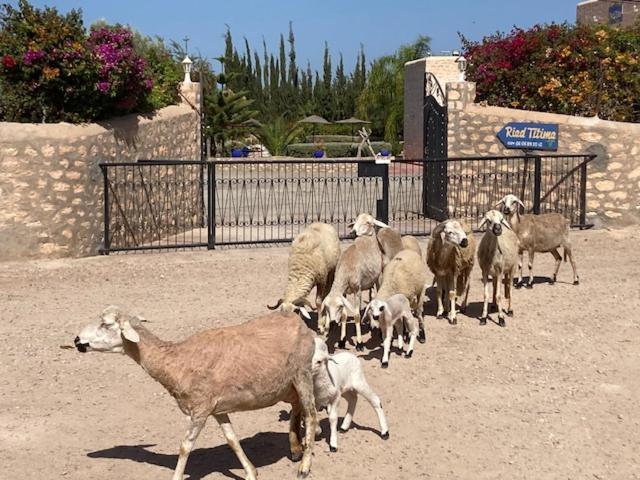 Riad Titima Essaouira Luaran gambar